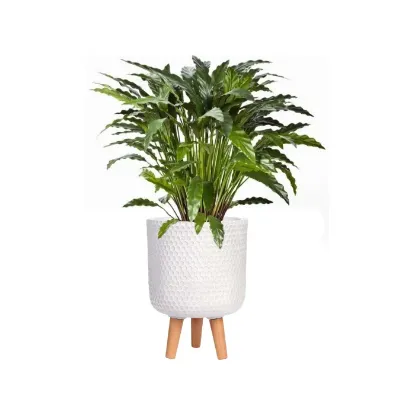 Picture of Indoor Plants Green